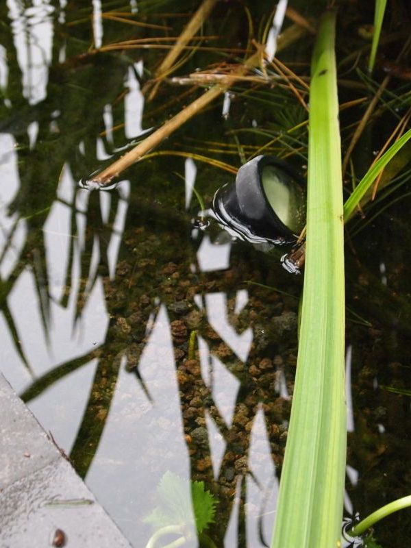 Lavamulch im Schwimmteich verwendet