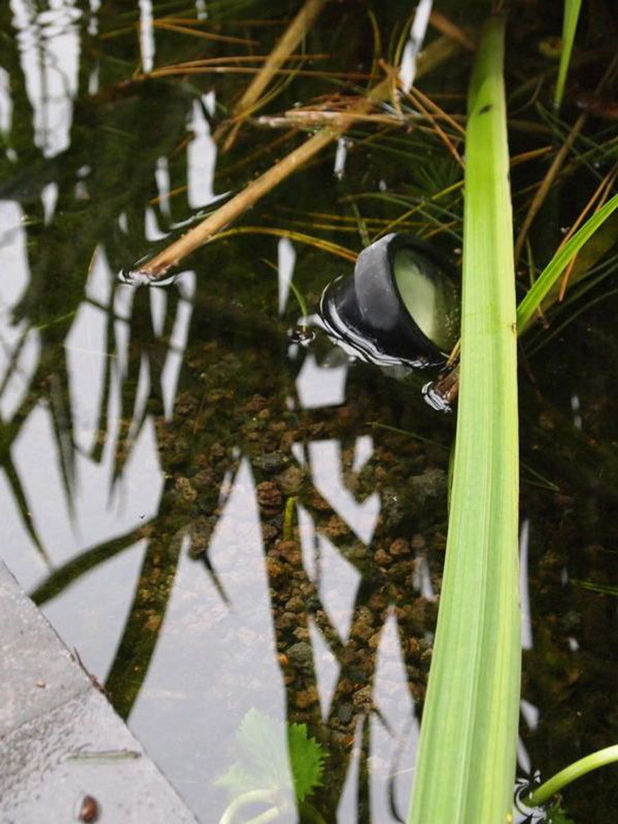Lavamulch im Schwimmteich verwendet
