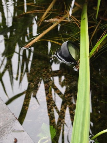 Lavamulch im Schwimmteich verwendet