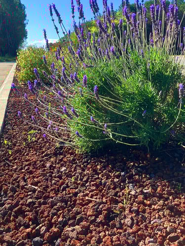 Lavamulch 8 - 16mm verlegt