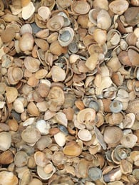 Nordseemuscheln 