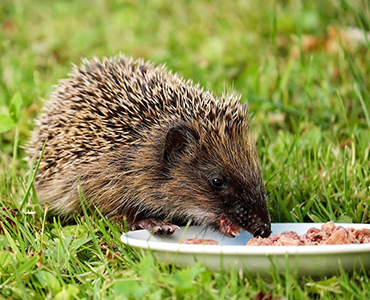 Ein tierfreundlicher Garten