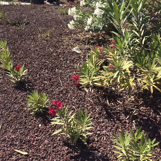 33+ Lava Kies Im Garten, Er ist aus erstarrter, flüssiger lava