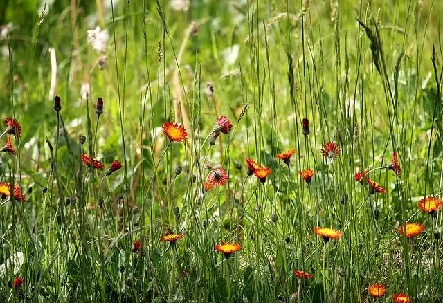 Präriegarten Blumen