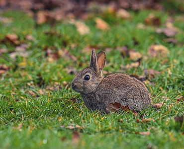 Ein tierfreundlicher Garten Hase