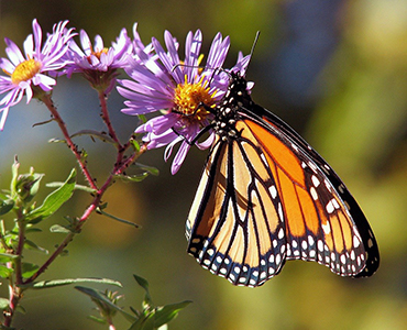 Ein tierfreundlicher Garten Schmetterling