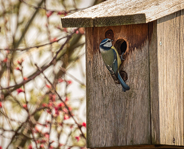 Ein tierfreundlicher Garten Vogelhause